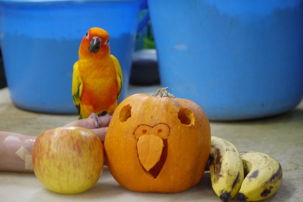 コガネメキシコインコとかぼちゃ 飼育係のお手製ランタン