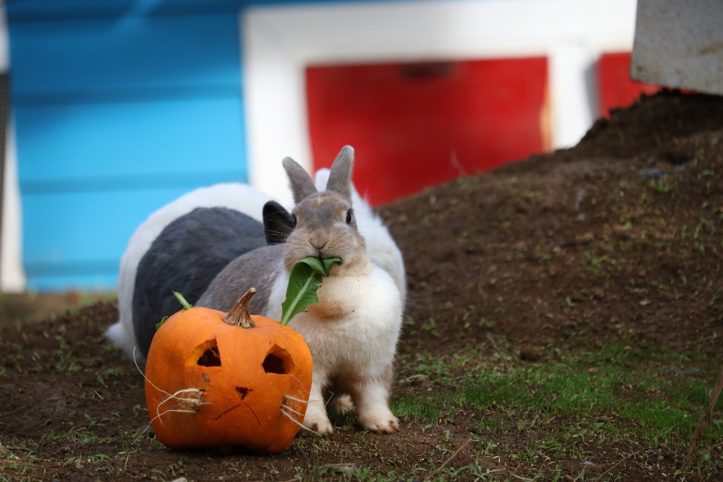 ウサギと飼育係のお手製ランタン