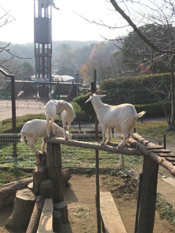 ぜひみにきてくださいね 完成した橋に3頭のヤギ