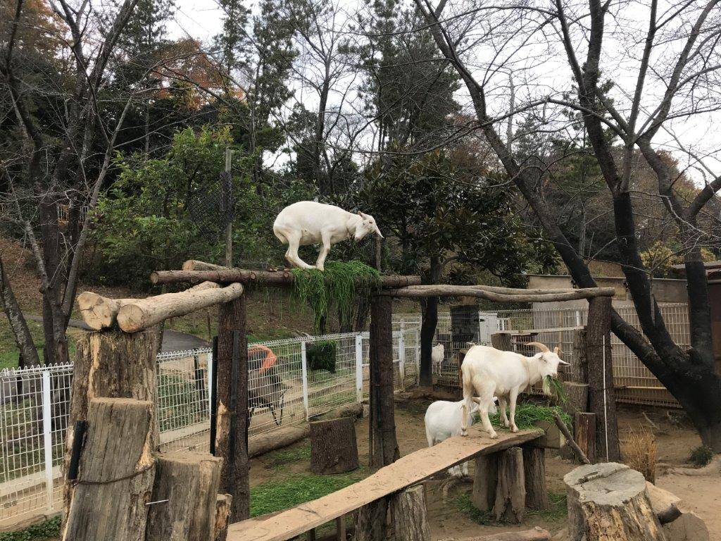 完成したヤギ橋