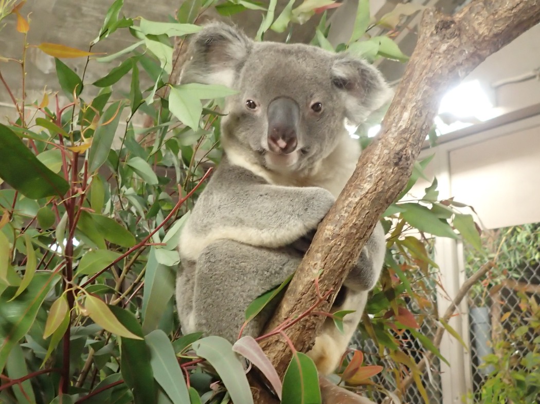 多摩動物公園へお引越ししたコアラ