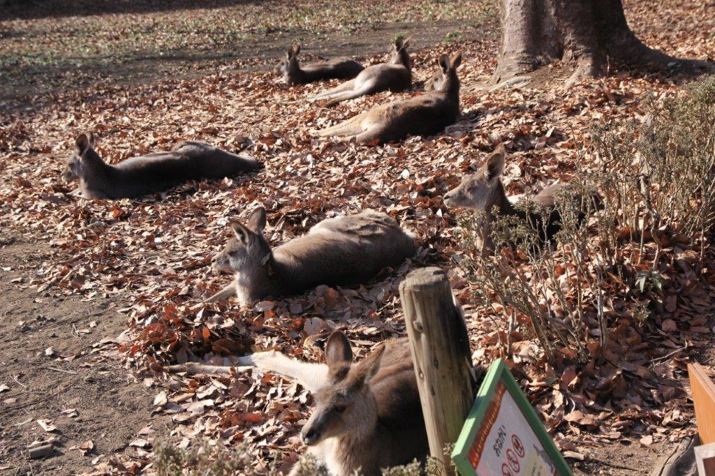 そろってのんびり中 寝転がるオオカンガルー