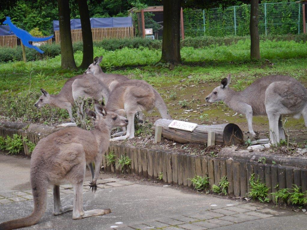 通路のカンガルーたち