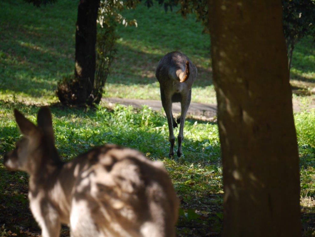 好きな時に好きな所へ 走るオオカンガルー