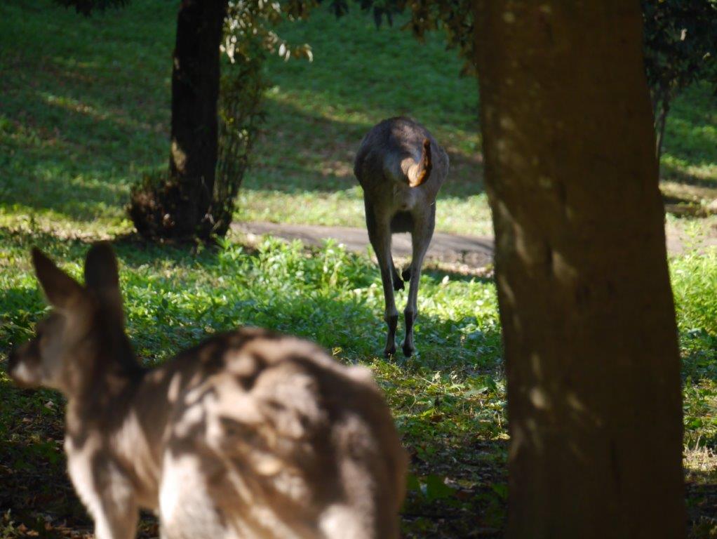 走るオオカンガルー