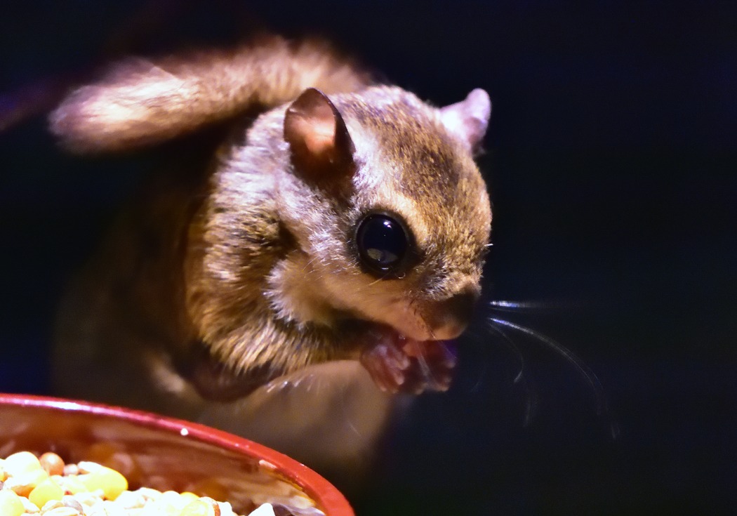 ホンシュウモモンガ写真