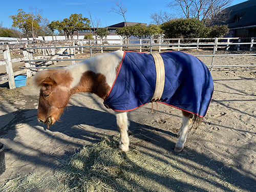 馬着を着たままくつろぐ楓 馬着を着る楓