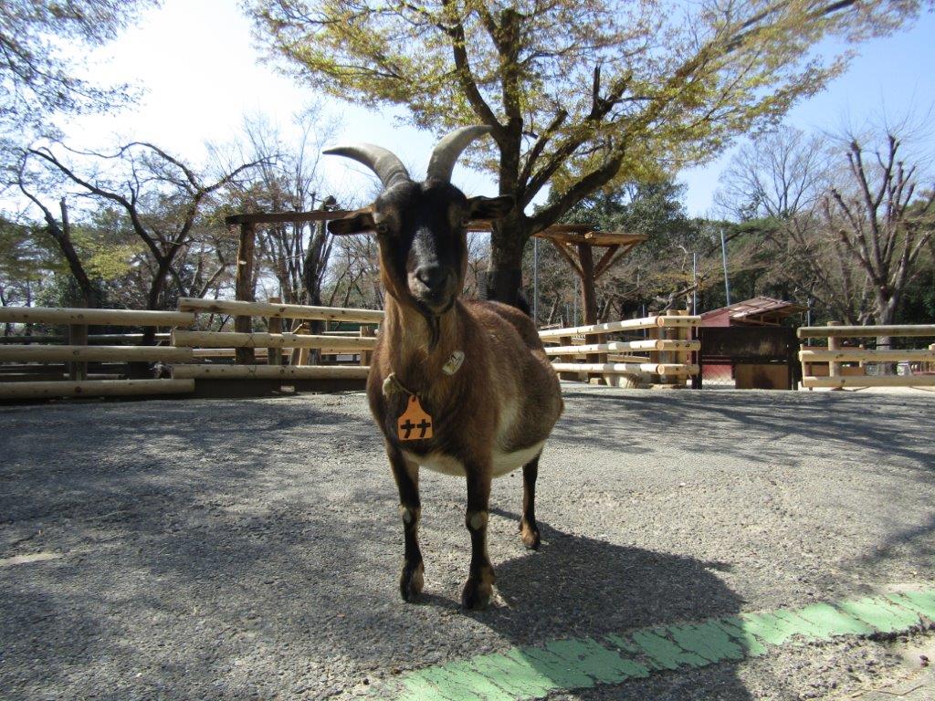 母親ヤギのナナ