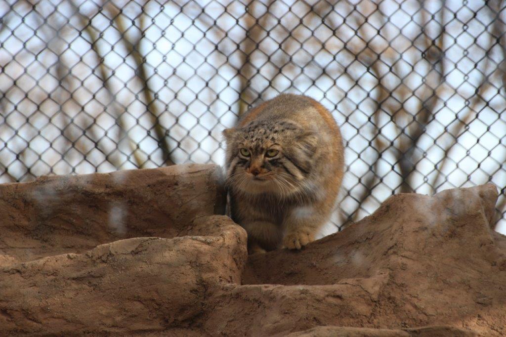 マヌルロックの岩場とマヌルネコ