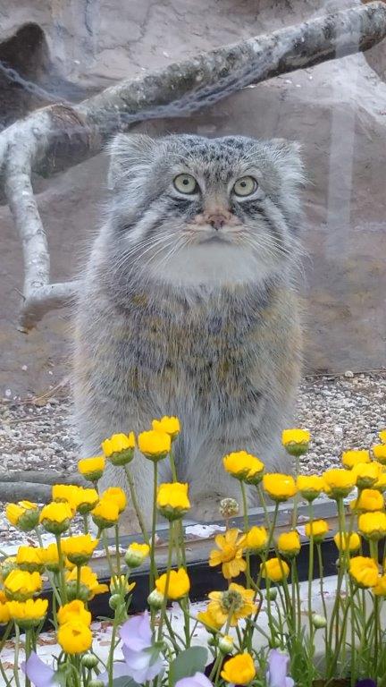 外を眺めるロータス 外を眺めるロータスの写真
