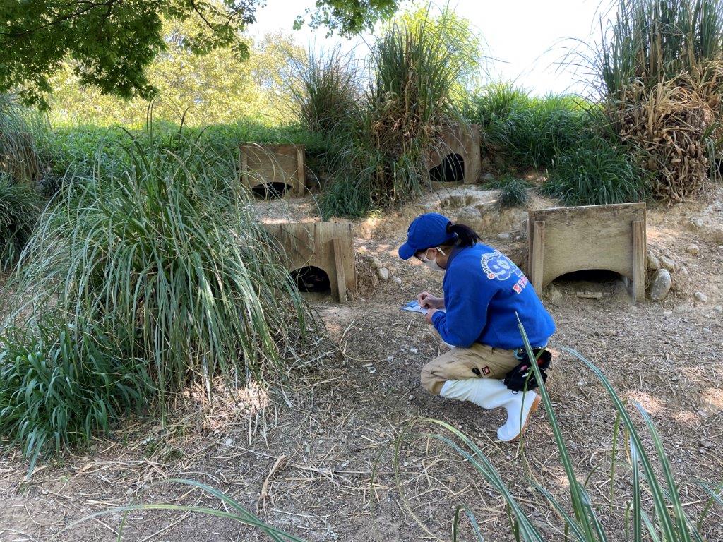 ペンギンがいる場所をチェックする飼育係