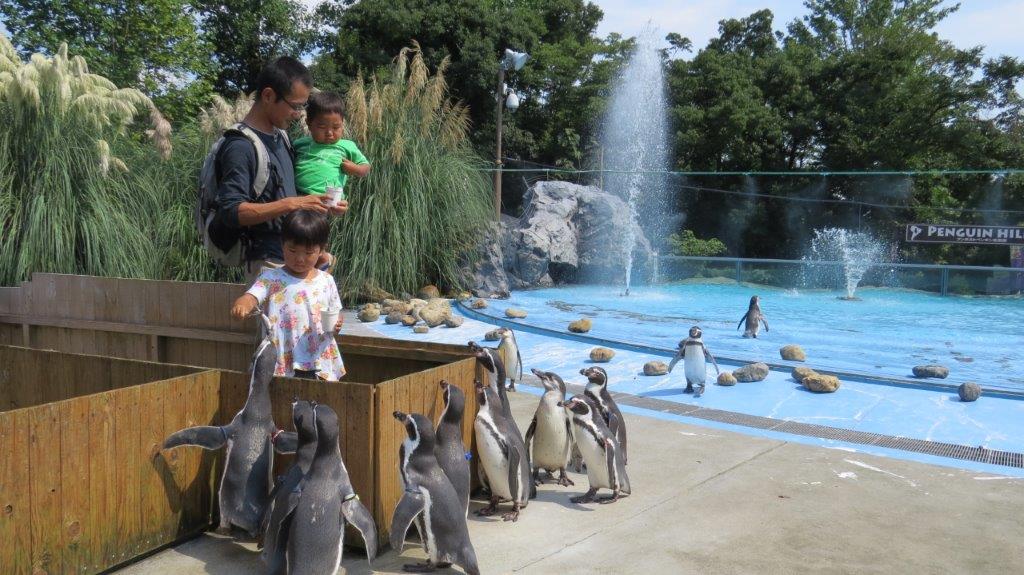 ペンギンのランチタイム ペンギンのランチタイムの様子