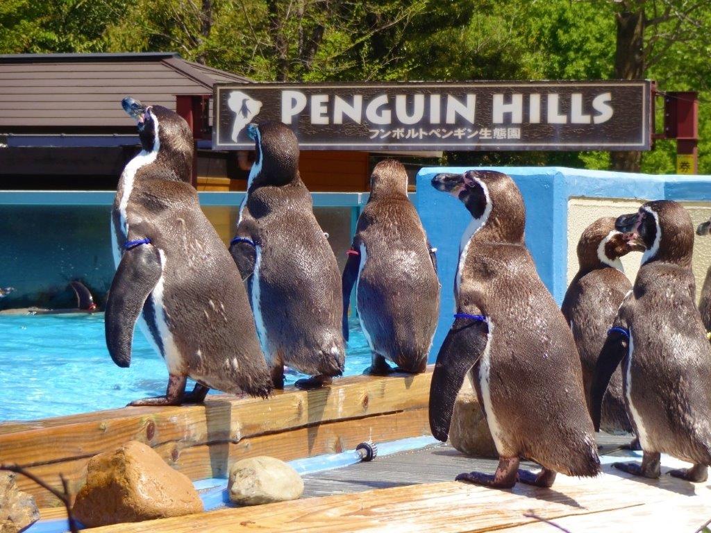並ぶペンギンたち