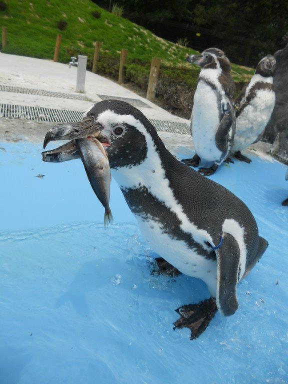 魚を食べるペンギンが近くで見られます 魚を食べるペンギン