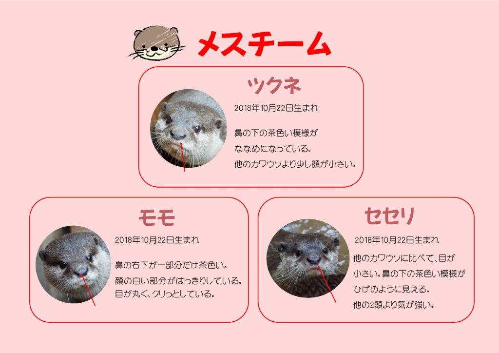 メスの見分け方 メスの見分け方表