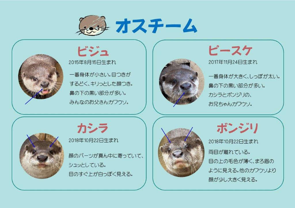 オスの見分け方 オスの見分け方表
