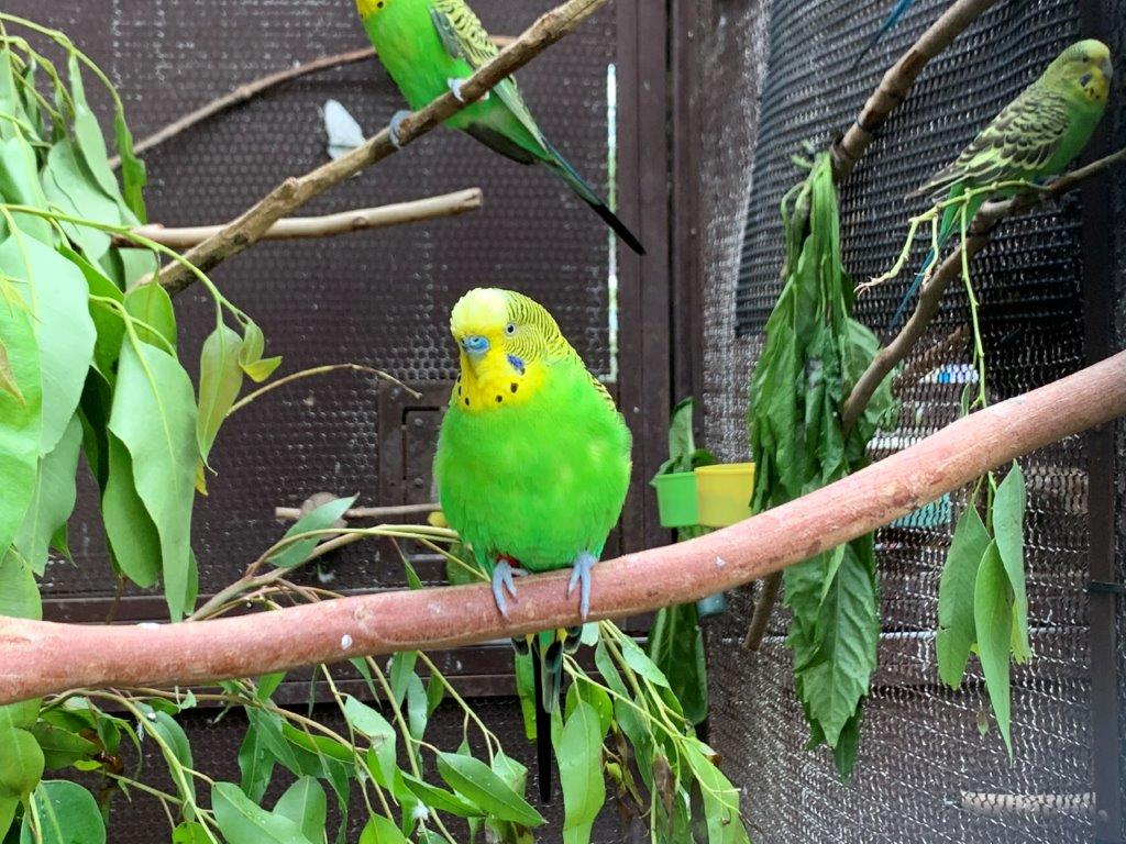 セキセイインコ