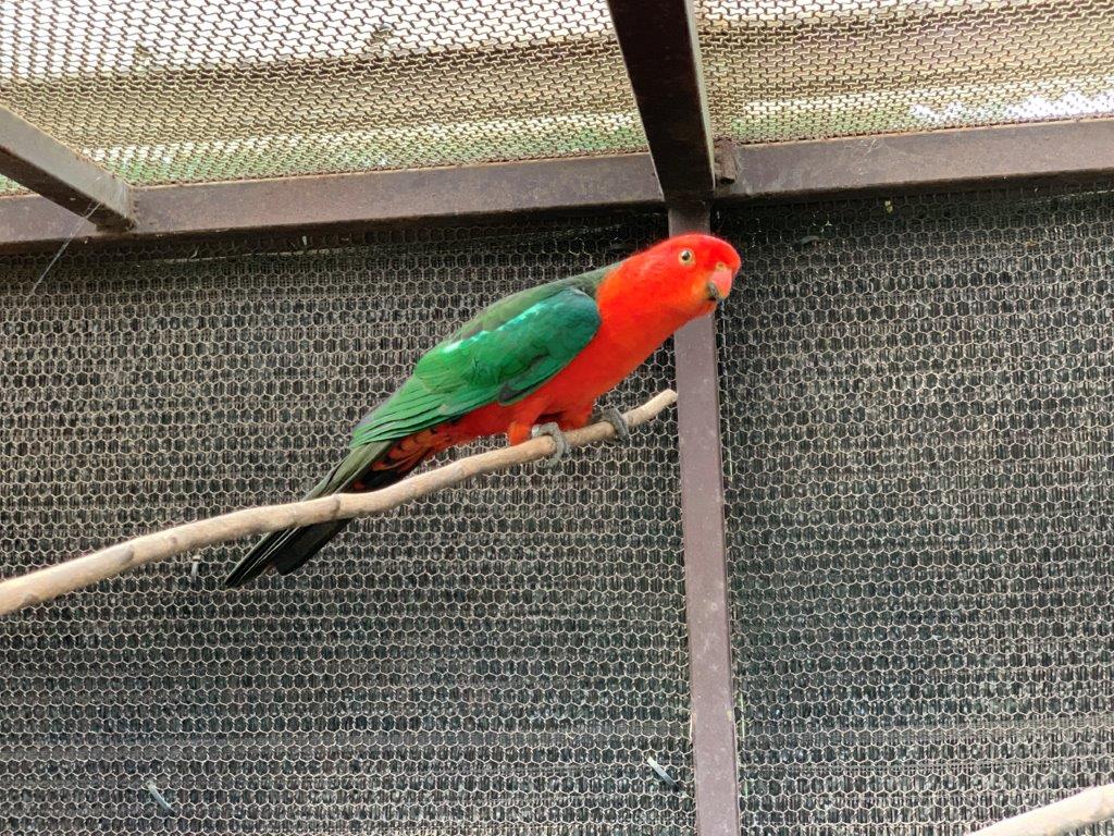 キンショウジョウインコの写真