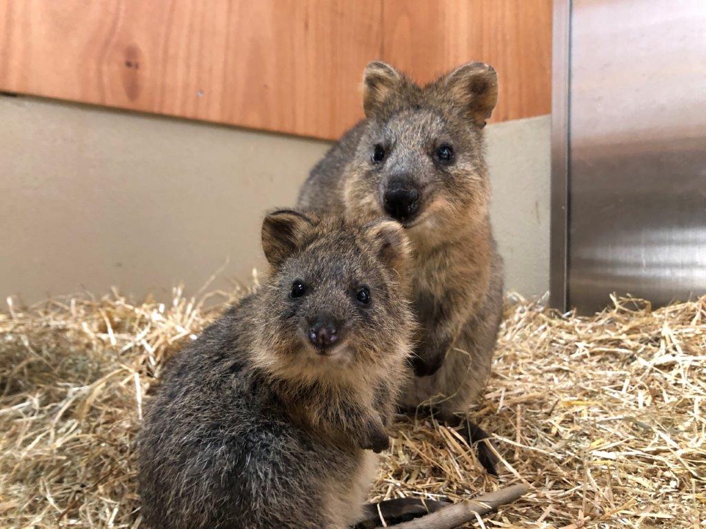 ダイとピオニ