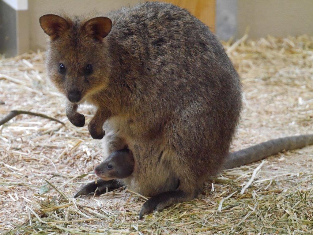 ビビとパイン