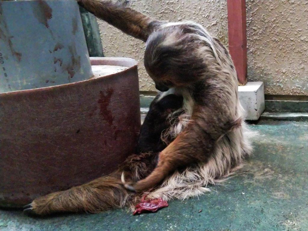 赤ちゃんの世話をしながら胎盤を食べていました 赤ちゃんの世話をしながら胎盤を食べている様子