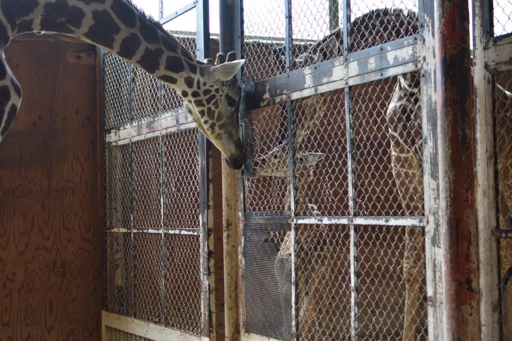 父親のマルと柵越しで対面する仔 父親のマルとこどもの対面