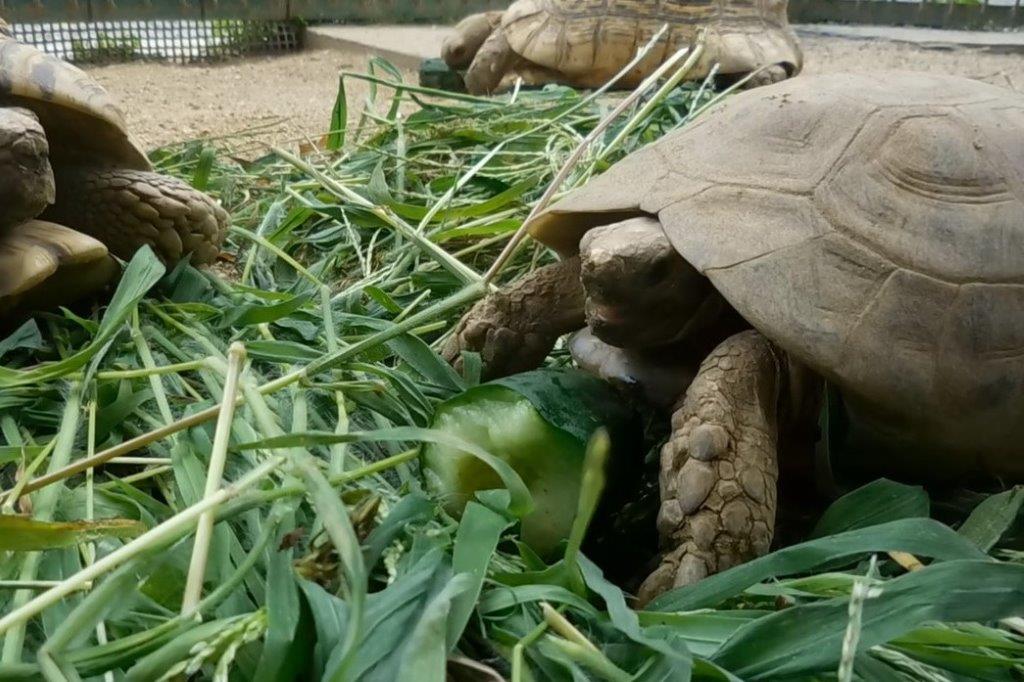 キュウリを食べているヨツユビリクガメ