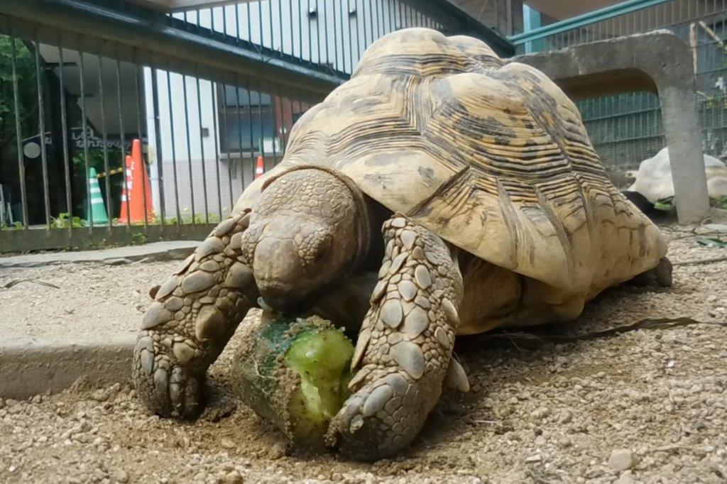 キュウリを食べているヒョウモンガメ