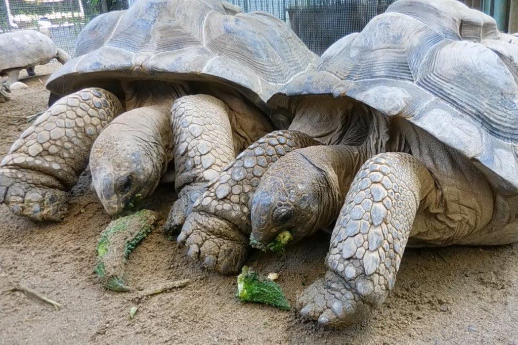 ゴーヤを食べるアルダブラゾウガメ