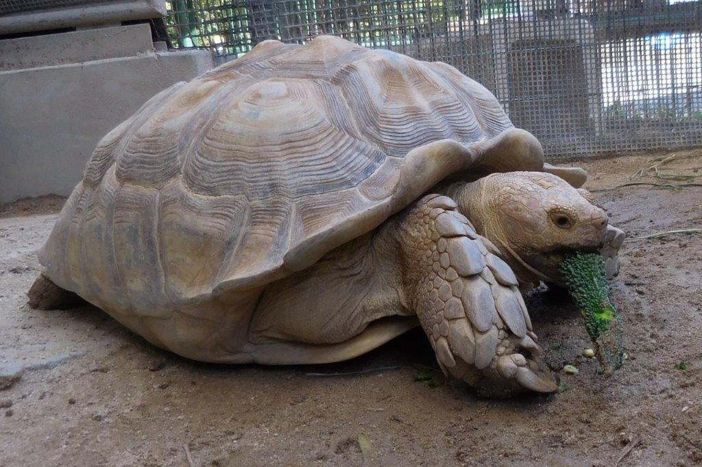 ゴーヤを食べるケズメリクガメ