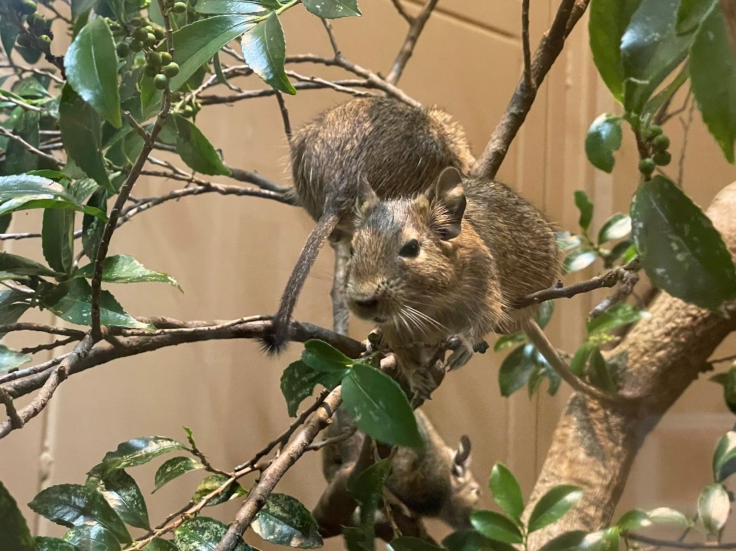 デグーとヒサカキの枝