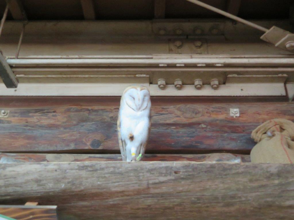 待っています! ポニー舎のメンフクロウ