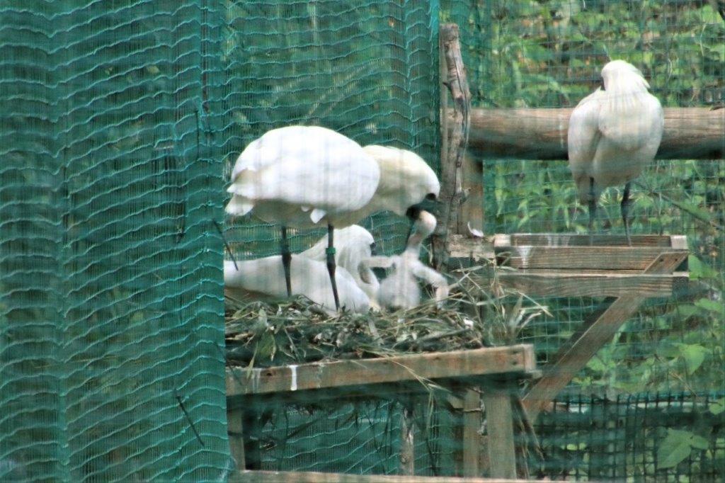 親による給餌を確認