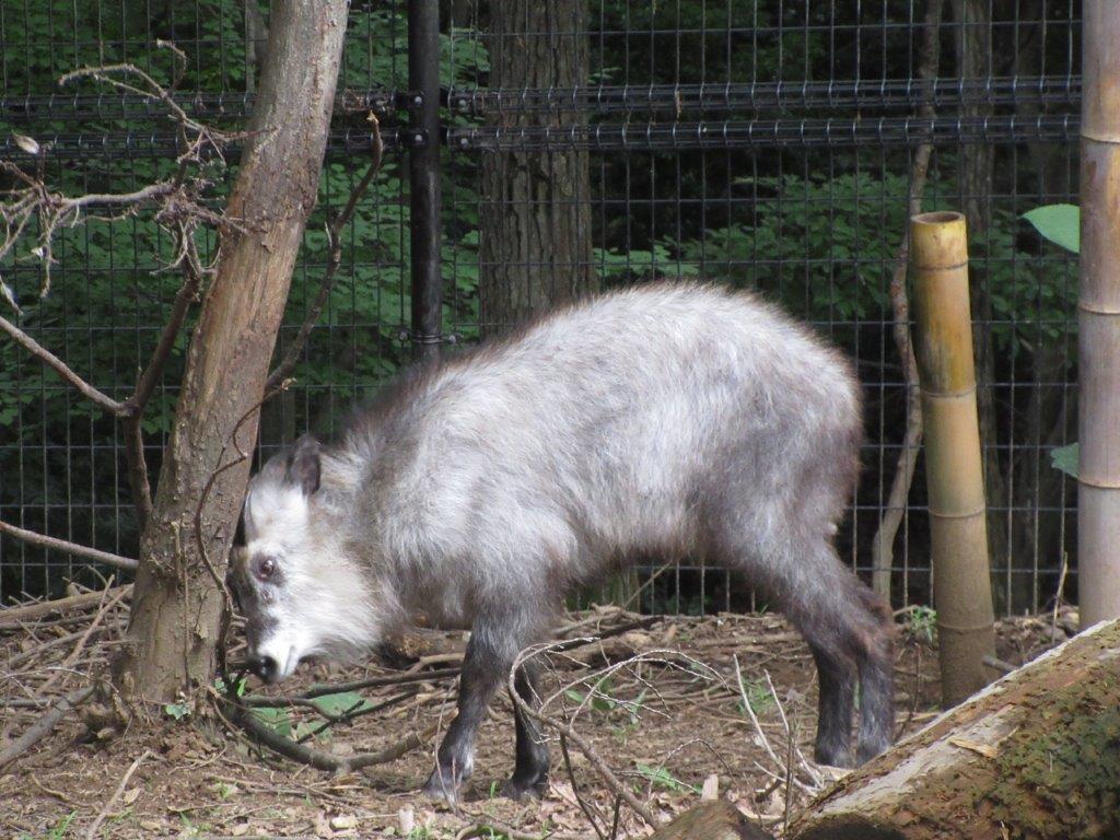 角研ぎ中のカモシカ