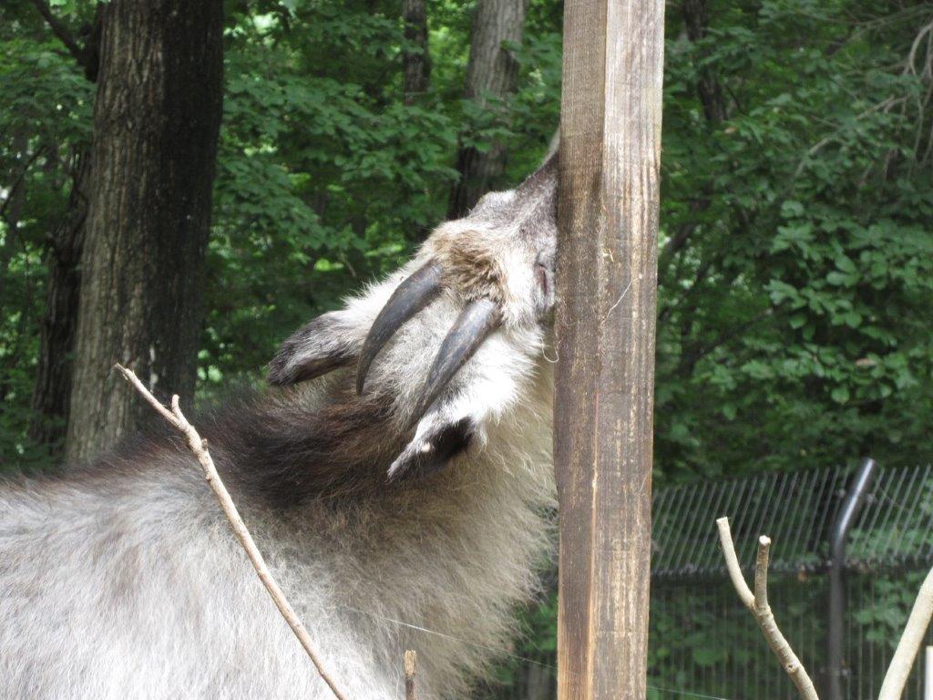 マーキング中のカモシカ