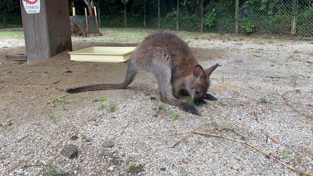 草を食べるベネットアカクビワラビー