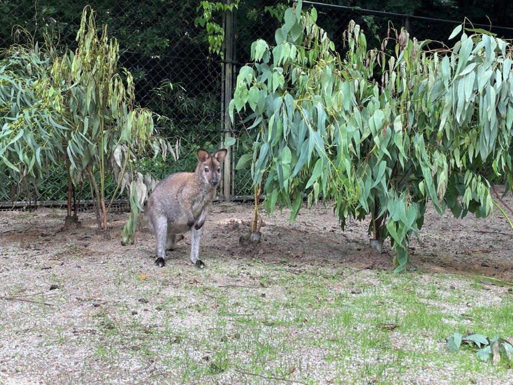 少しずつ伸びる草