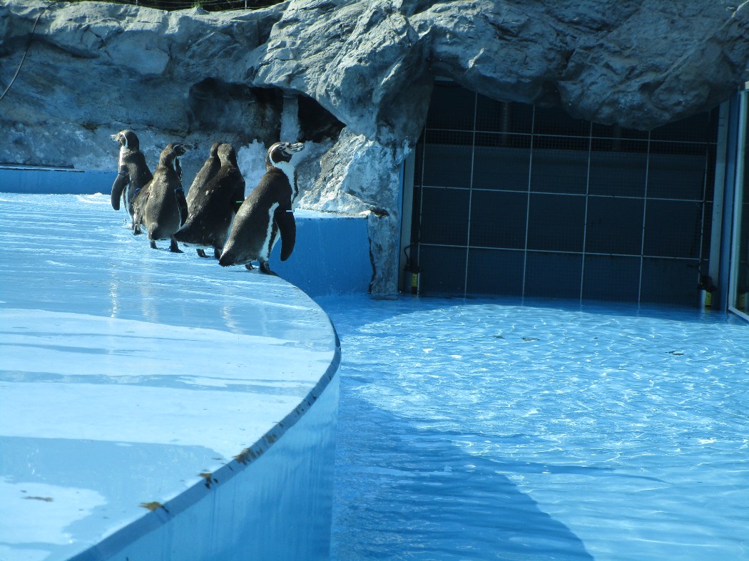 ペンギンプールの造波装置