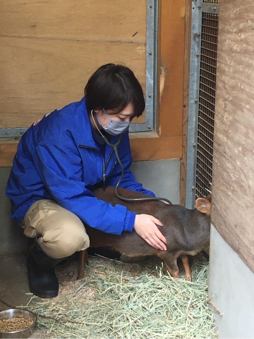 プーズーの診察中 プーズーを診察中