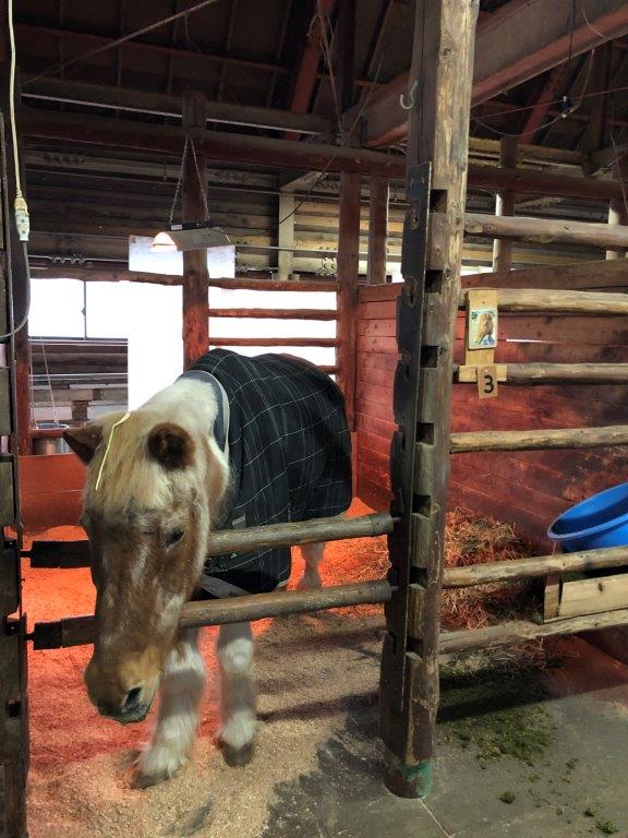 玄徳の馬房 暖かくしている玄徳の馬房
