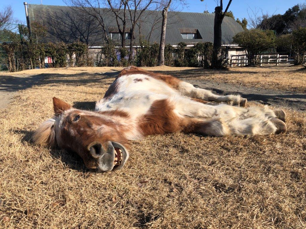 気持ちよさそうに横になる玄徳 横になる玄徳
