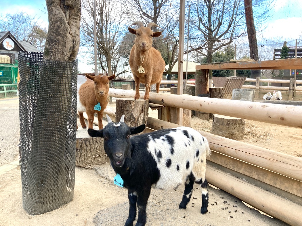 母のミンと双子のカーム、ピース