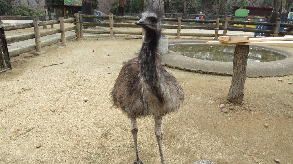 来園時のミュウの様子