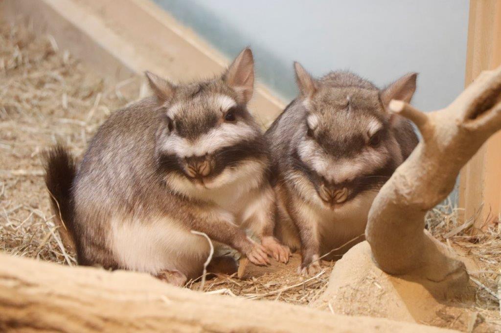 2頭でくっつくビスカチャ