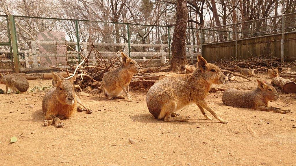 常にだれかが警戒ポーズをしています 警戒ポーズ
