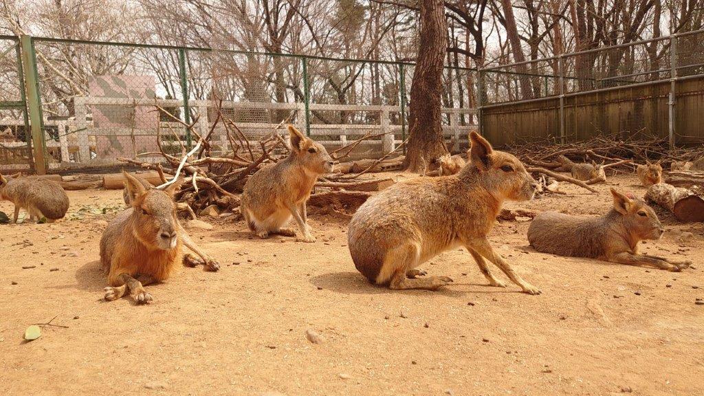 警戒ポーズ