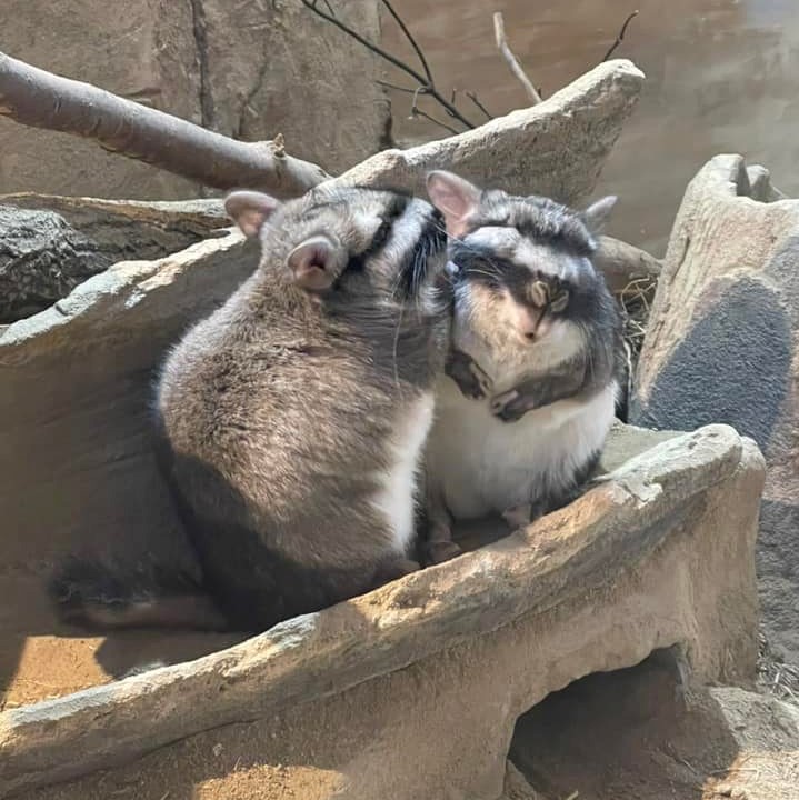 ビスカチャ