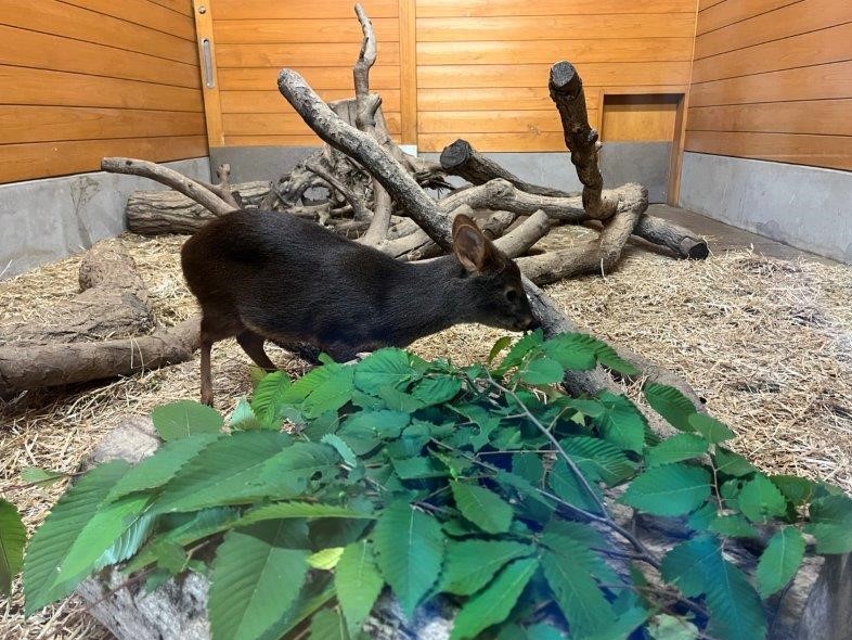 屋内展示室のプーズー プーズー