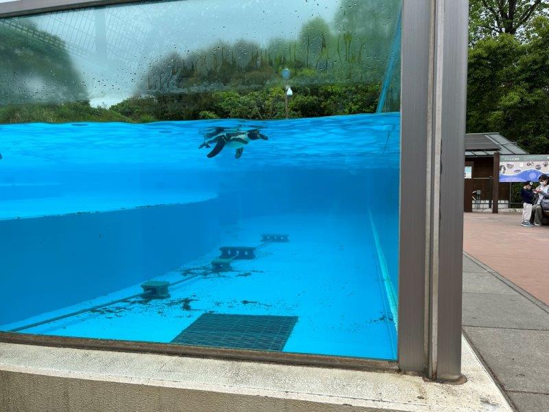 担当おすすめは横のポジション。泳ぐペンギンを正面から見れます プールを泳ぐペンギン