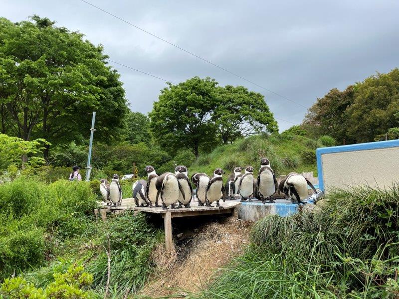 入ってすぐのプールサイドでおまちかね ペンギン